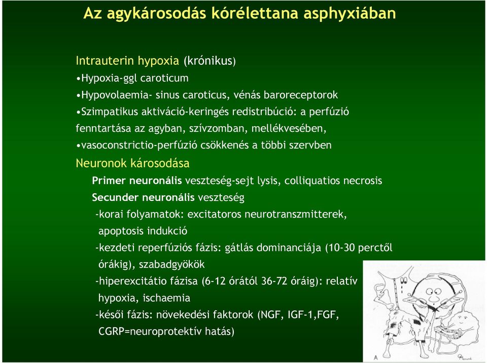 lysis, colliquatios necrosis Secunder neuronális veszteség -korai folyamatok: excitatoros neurotranszmitterek, apoptosis indukció -kezdeti reperfúziós fázis: gátlás dominanciája