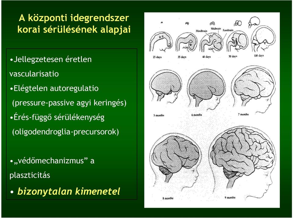 (pressure-passive agyi keringés) Érés-függı sérülékenység