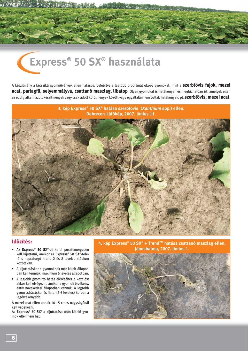 szerbtövis, mezei acat. 3. kép Express 50 SX hatása szerbtövis (Xanthium spp.) ellen. Debrecen-Látókép, 2007. június 11.
