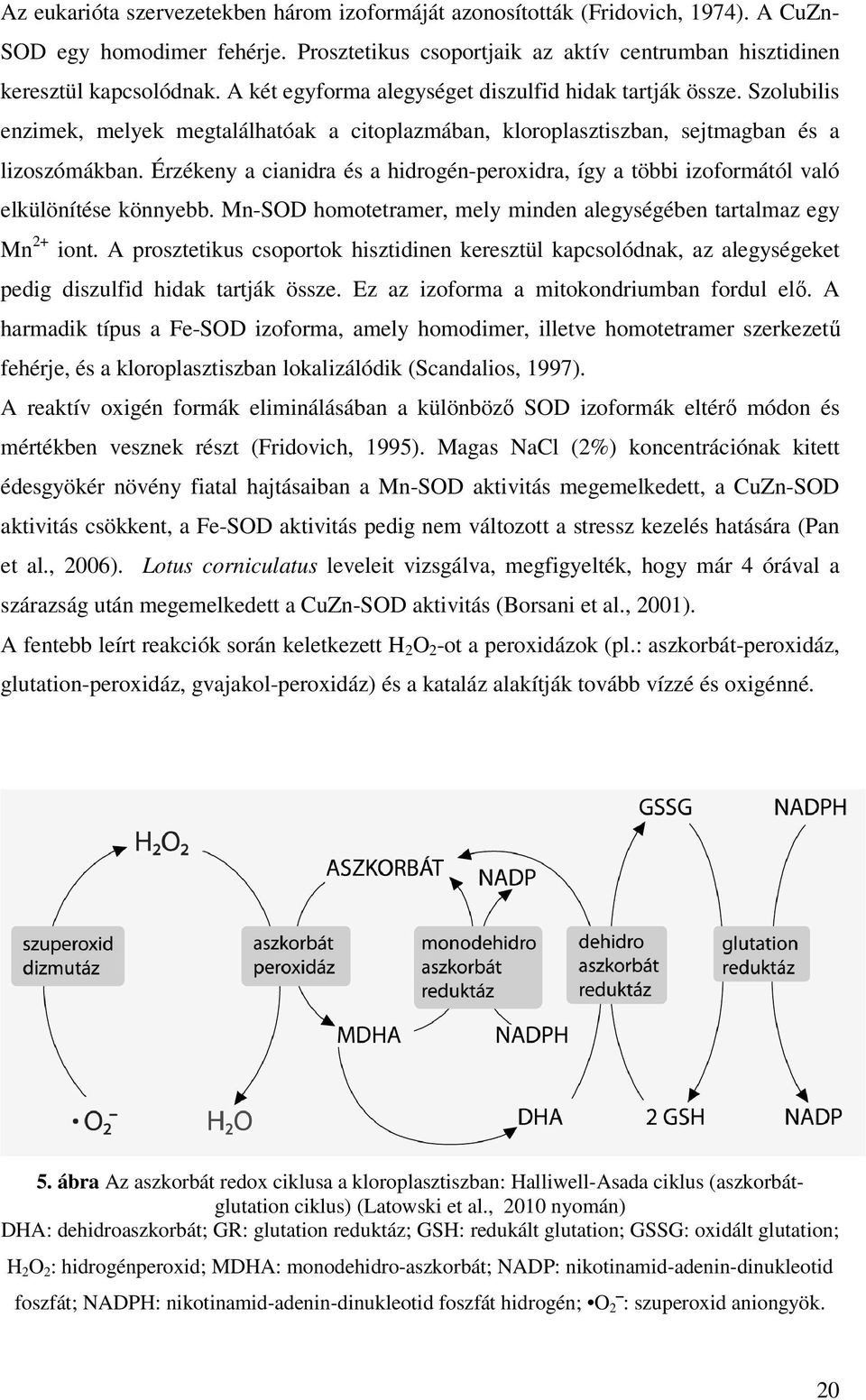 Érzékeny a cianidra és a hidrogén-peroxidra, így a többi izoformától való elkülönítése könnyebb. Mn-SOD homotetramer, mely minden alegységében tartalmaz egy Mn 2+ iont.