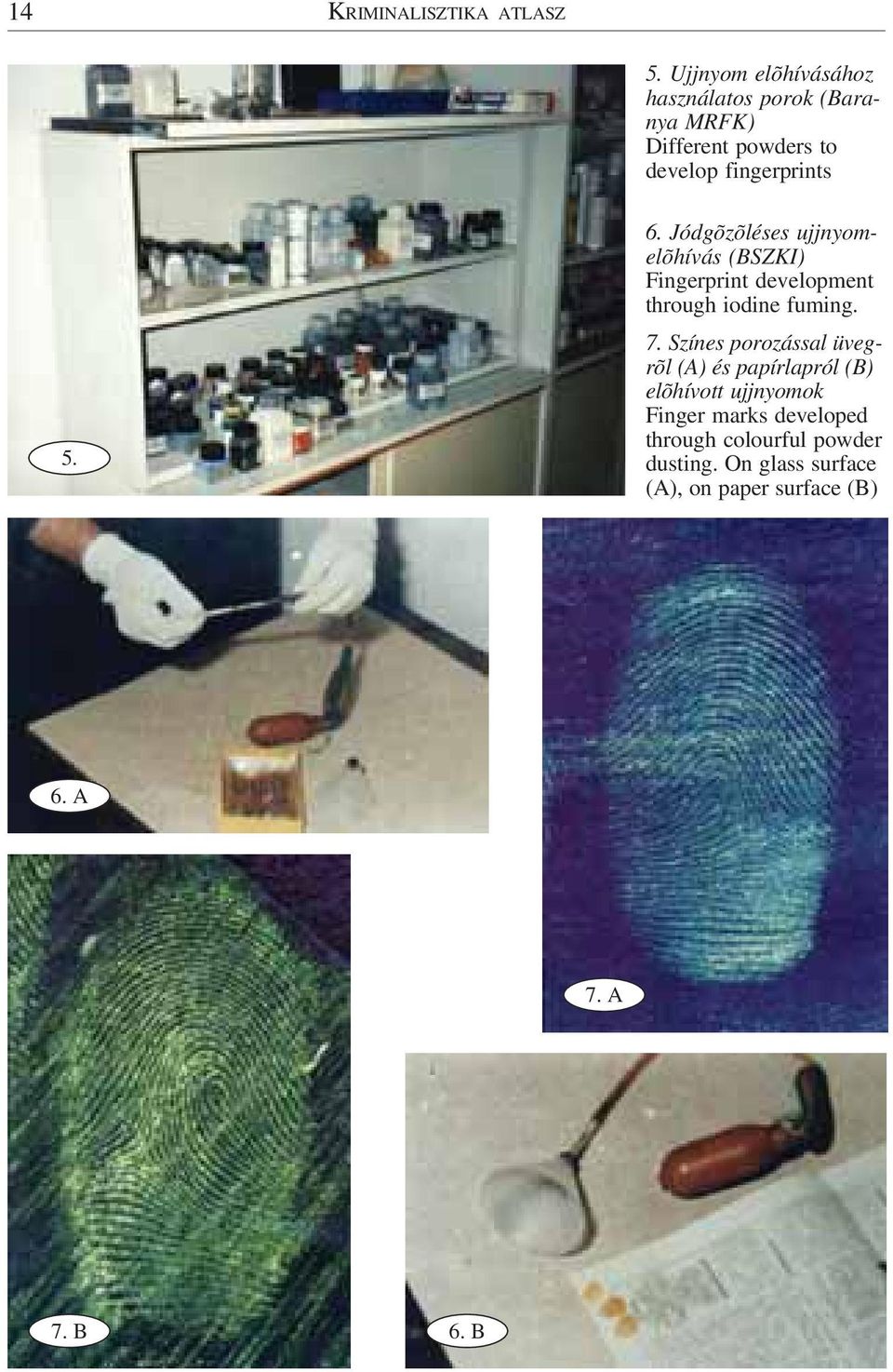 Jódgõzõléses ujjnyomelõhívás (BSZKI) Fingerprint development through iodine fuming. 7.