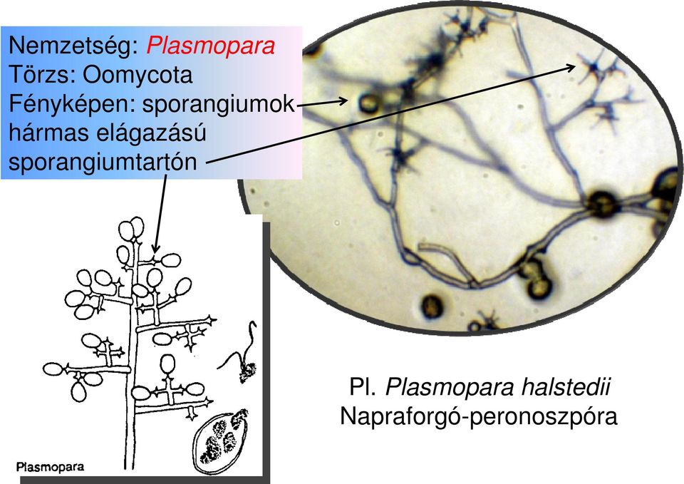 hármas elágazású sporangiumtartón