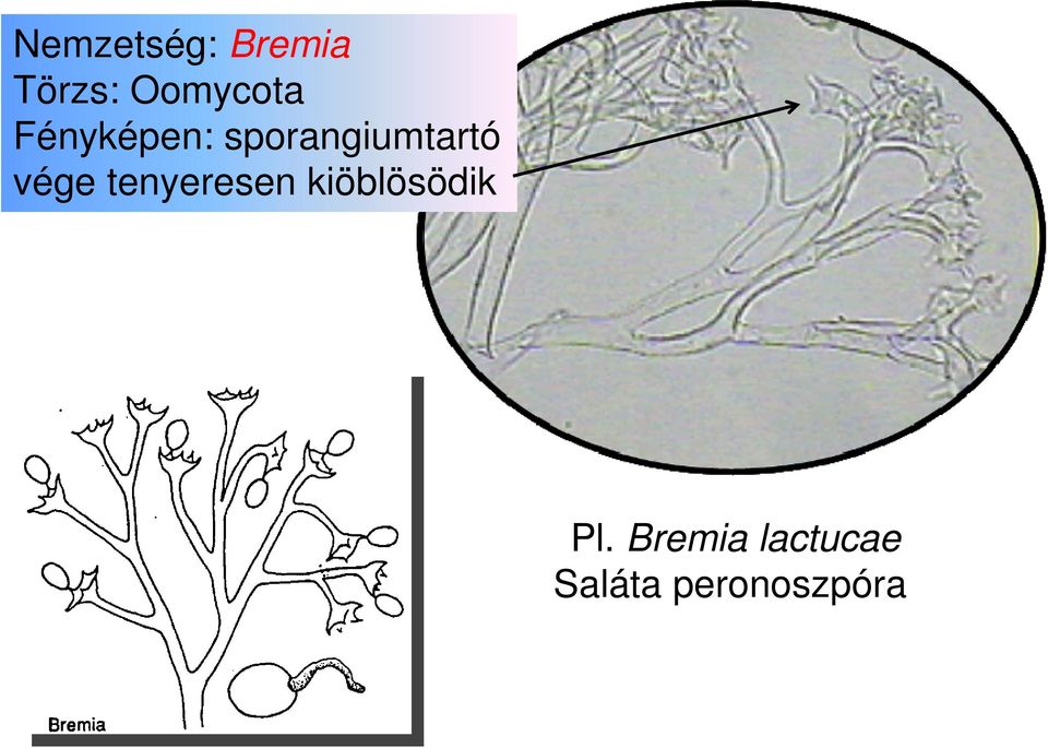 sporangiumtartó vége tenyeresen