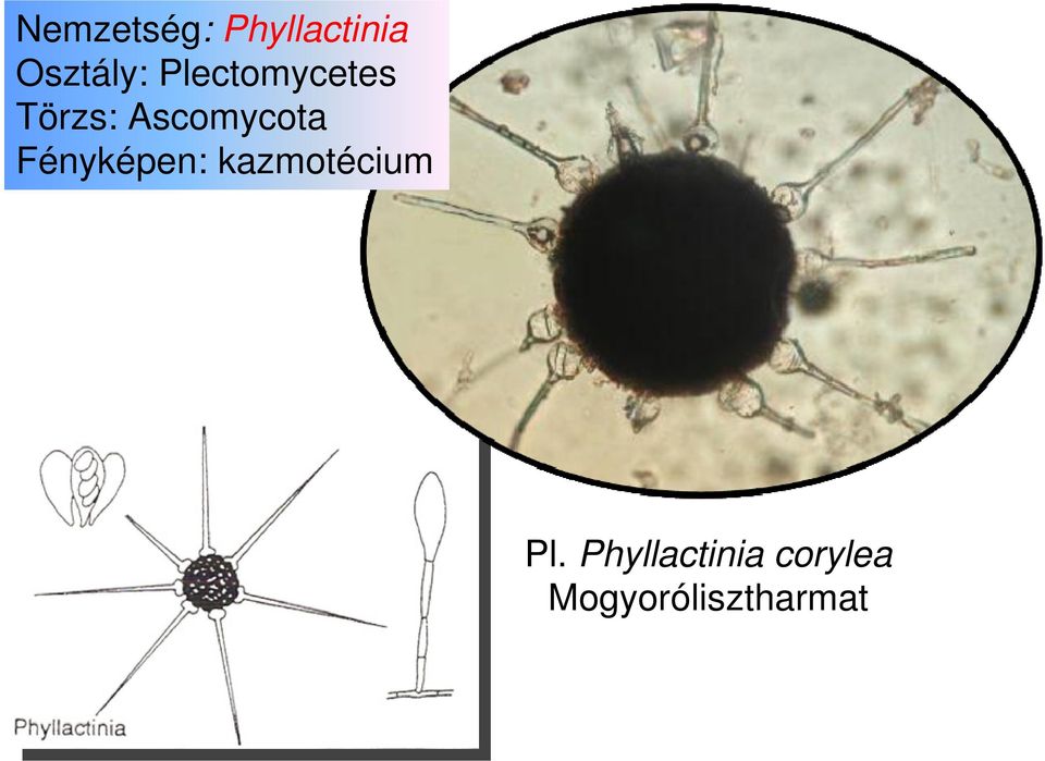 Fényképen: kazmotécium Pl.