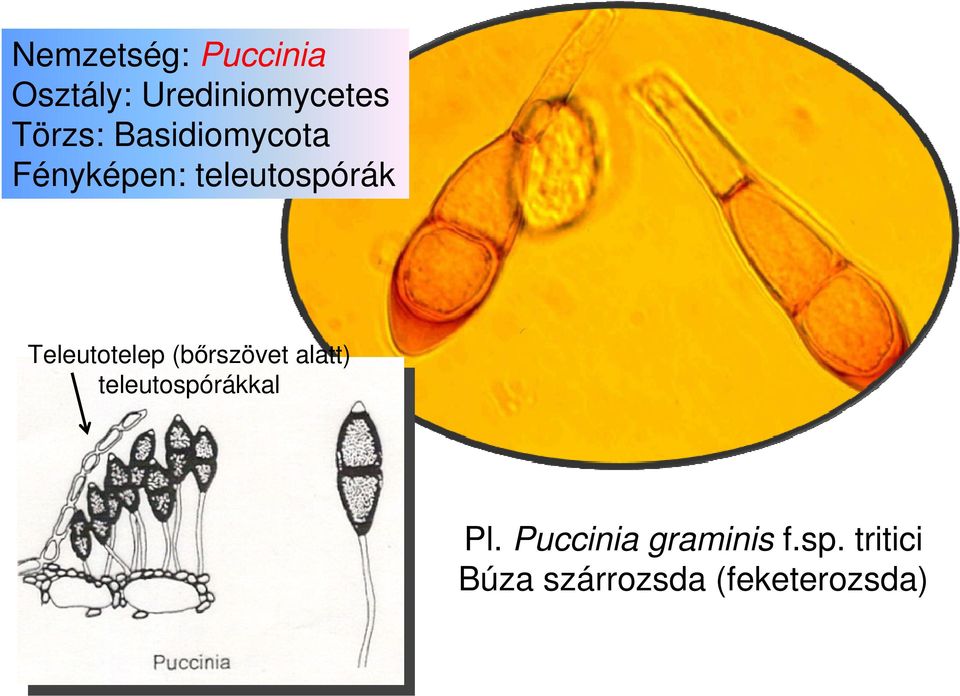 (bırszövet alatt) teleutospórákkal Pl.