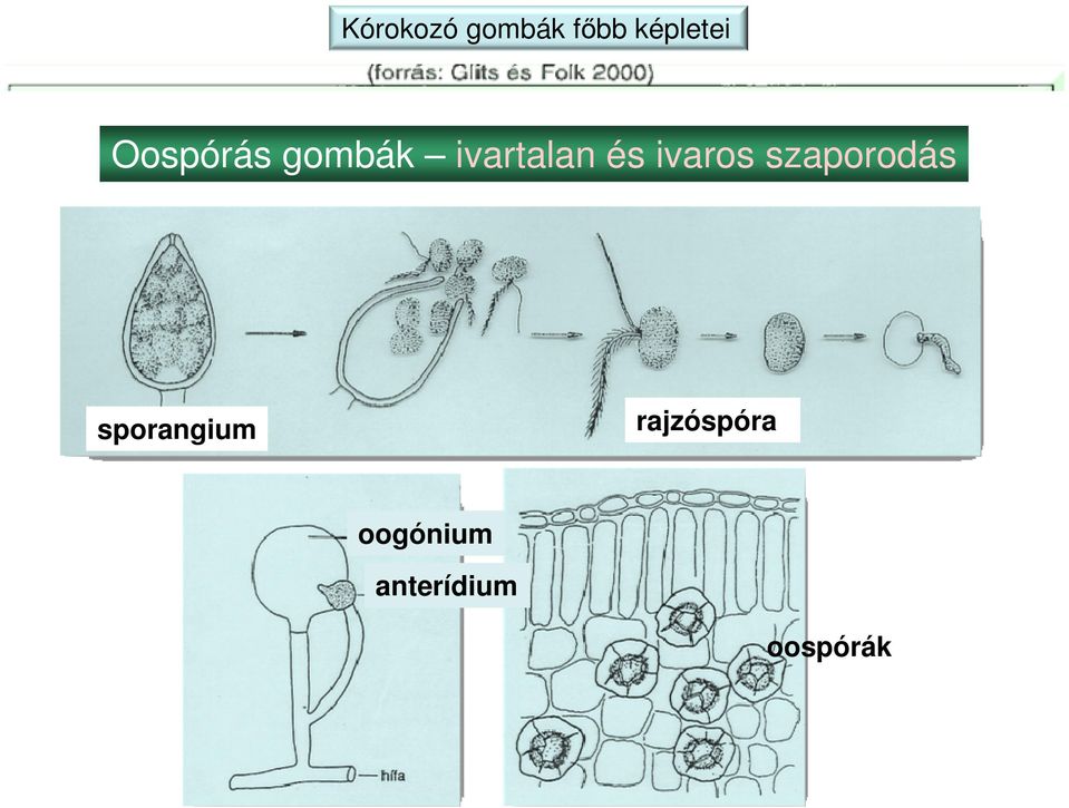 ivaros szaporodás sporangium