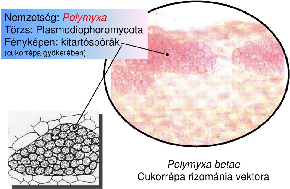 kitartóspórák (cukorrépa