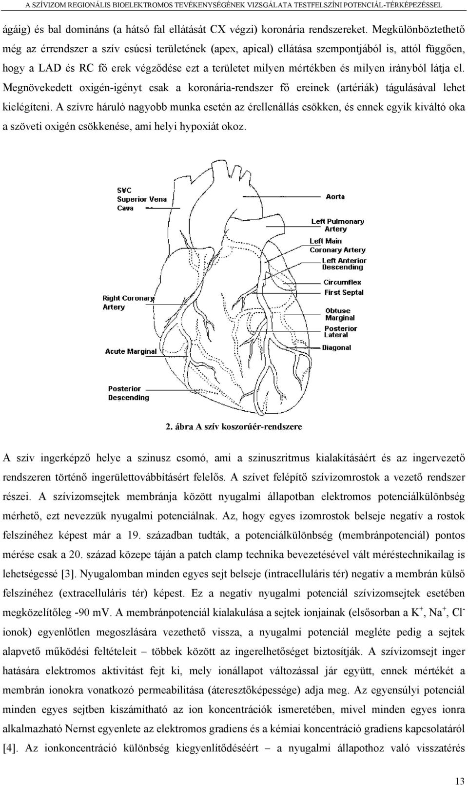 irányból látja el. Megnövekedett oxigén-igényt csak a koronária-rendszer fő ereinek (artériák) tágulásával lehet kielégíteni.