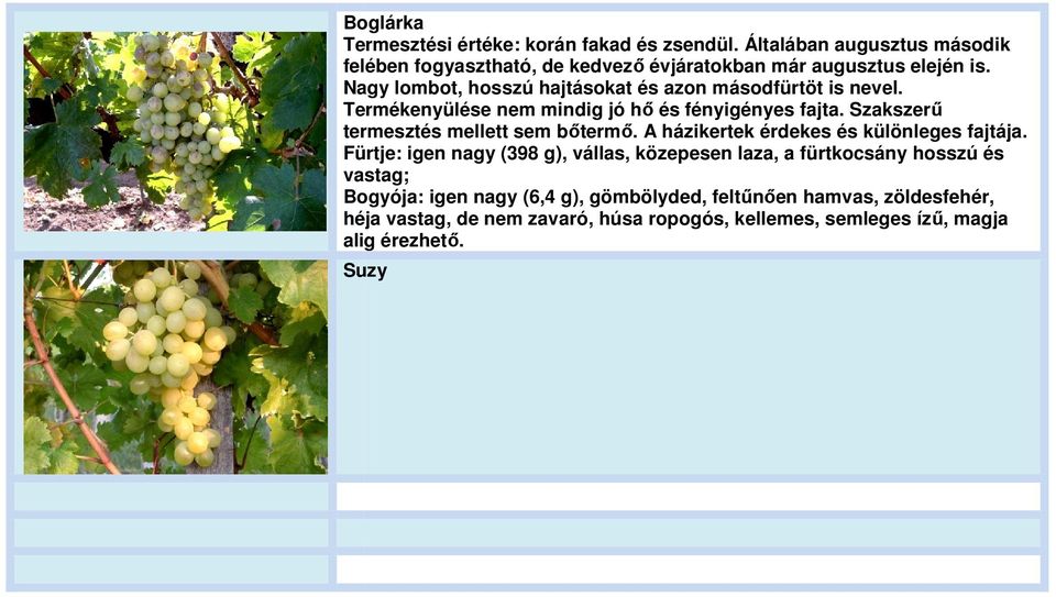 Nagy lombot, hosszú hajtásokat és azon másodfürtöt is nevel. Termékenyülése nem mindig jó hő és fényigényes fajta.