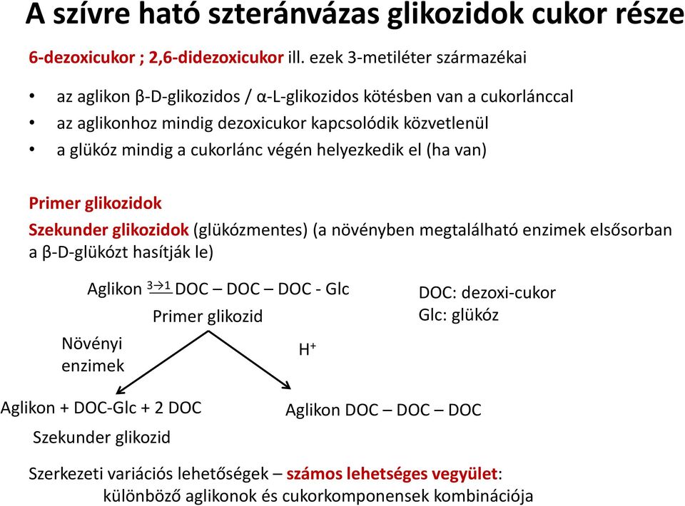 a cukorlánc végén helyezkedik el (ha van) Primer glikozidok Szekunder glikozidok (glükózmentes) (a növényben megtalálható enzimek elsősorban a β-d-glükózt hasítják le)
