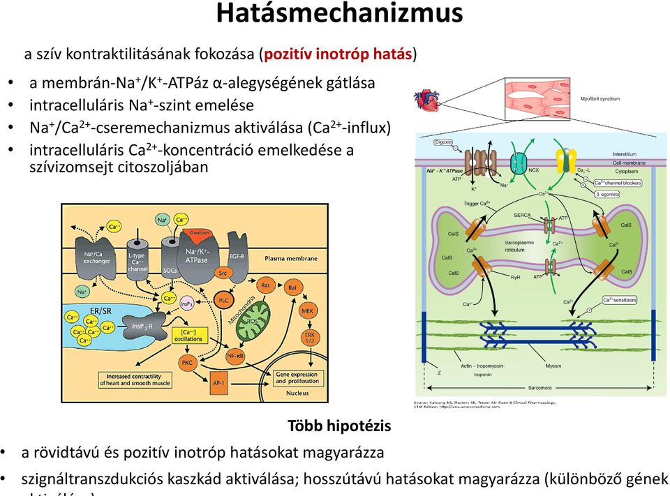 -influx) intracelluláris Ca 2+ -koncentráció emelkedése a szívizomsejt citoszoljában Több hipotézis a rövidtávú