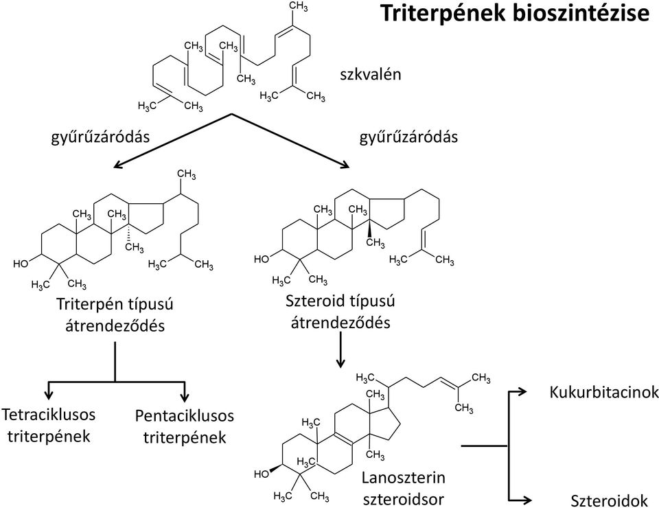 Szteroid típusú átrendeződés Tetraciklusos triterpének Pentaciklusos