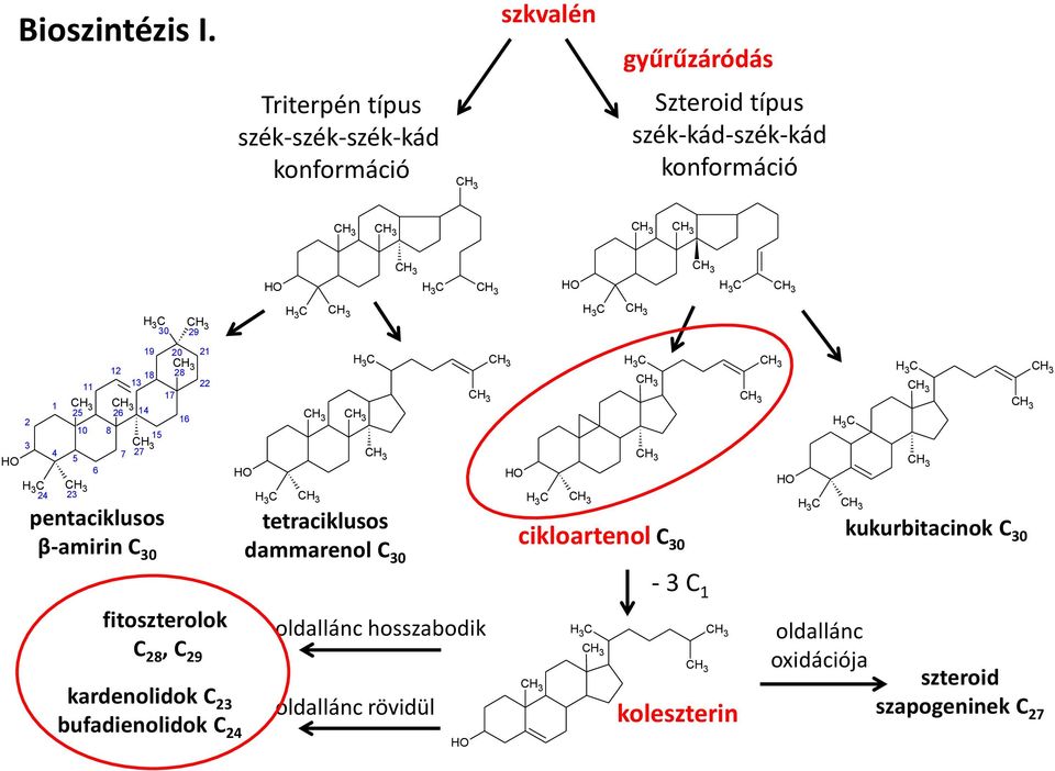 23 6 8 12 26 H 3 C 30 29 18 13 14 19 15 7 27 pentaciklusos β-amirin C 30 20 21 28 22 17 16 H H H 3 C H 3 C H 3 C H 3 C H H H 3 C H 3 C H 3 C H