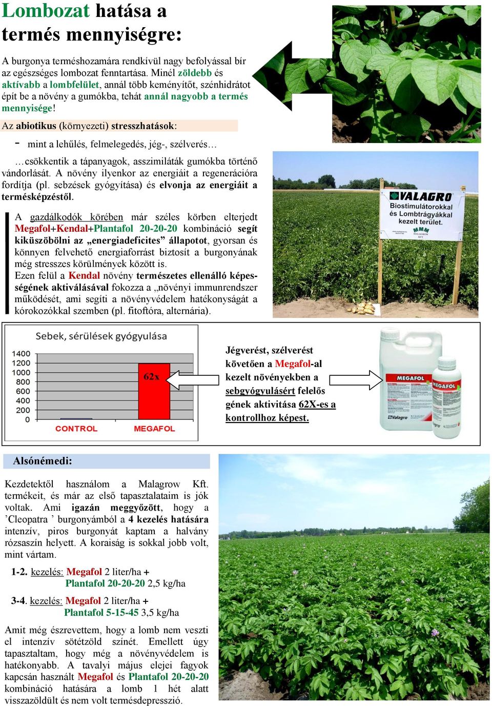 Az abiotikus (környezeti) stresszhatások: - mint a lehűlés, felmelegedés, jég-, szélverés csökkentik a tápanyagok, asszimiláták gumókba történő vándorlását.