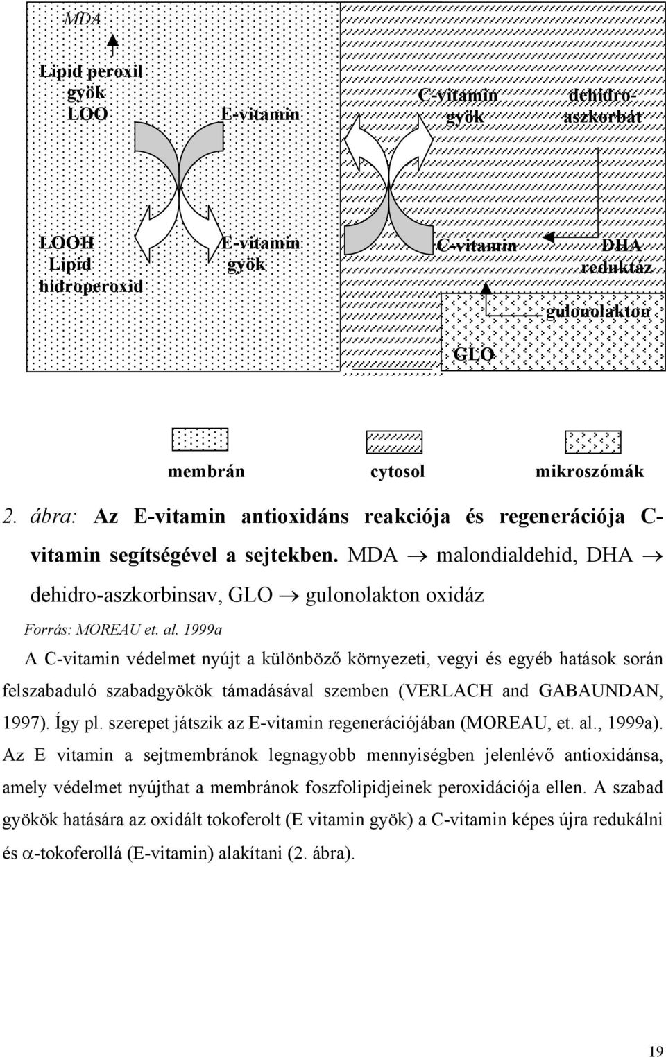 1999a A C-vitamin védelmet nyújt a különböző környezeti, vegyi és egyéb hatások során felszabaduló szabadgyökök támadásával szemben (VERLACH and GABAUNDAN, 1997). Így pl.