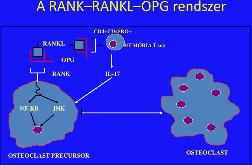 sejt OPG RANK IL-17 NF-KB