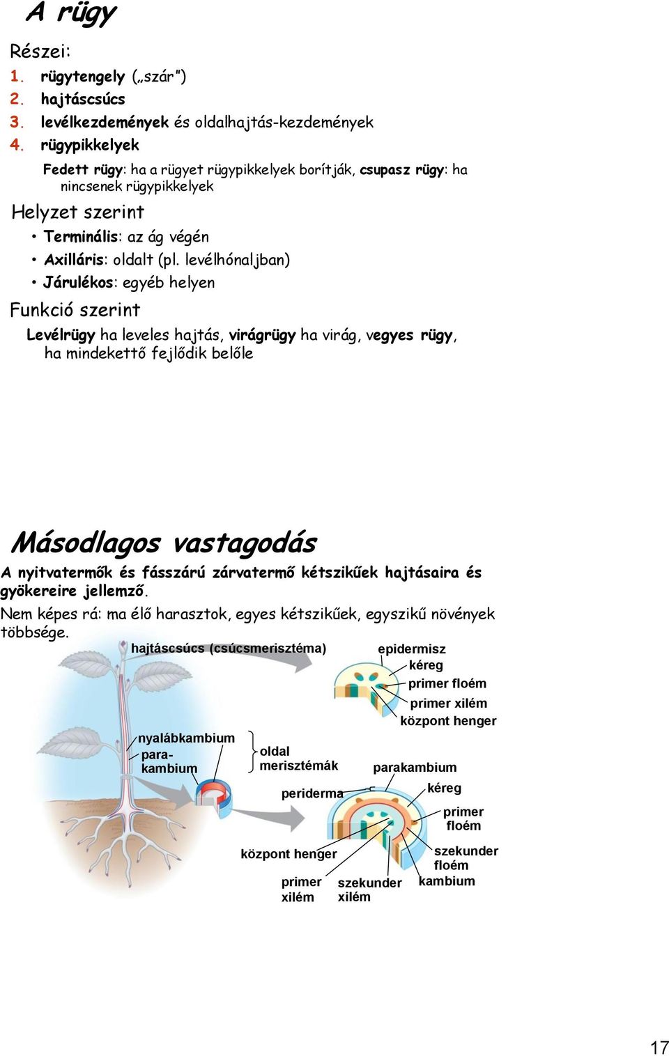 levélhónaljban) Járulékos: egyéb helyen Funkció szerint Levélrügy ha leveles hajtás, virágrügy ha virág, vegyes rügy, ha mindekettő fejlődik belőle Az hajtás rövid rügy.