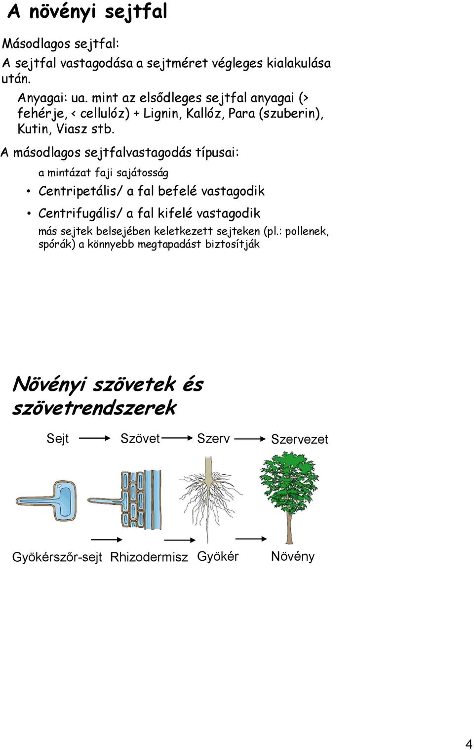 A másodlagos sejtfalvastagodás típusai: a mintázat faji sajátosság Centripetális/ a fal befelé vastagodik Centrifugális/ a fal kifelé vastagodik más sejtek belsejében keletkezett sejteken (pl.