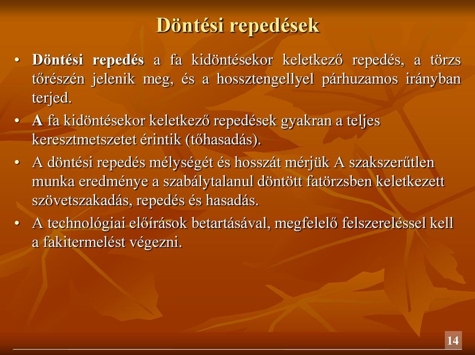 A döntési repedés mélységét és hosszát mérjük A szakszerűtlen munka eredménye a szabálytalanul döntött fatörzsben keletkezett