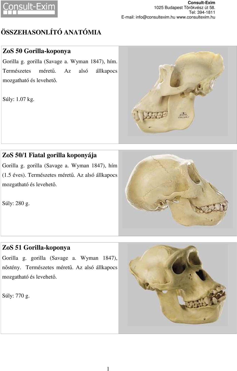 gorilla (Savage a. Wyman 1847), hím (1.5 éves). Súly: 280 g.
