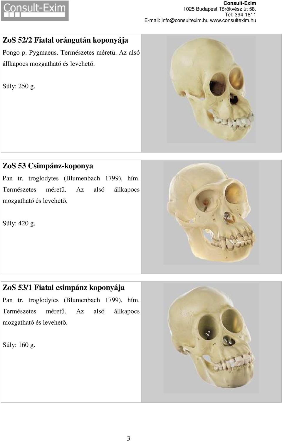 ZoS 53 Csimpánz-koponya Pan tr. troglodytes (Blumenbach 1799), hím.