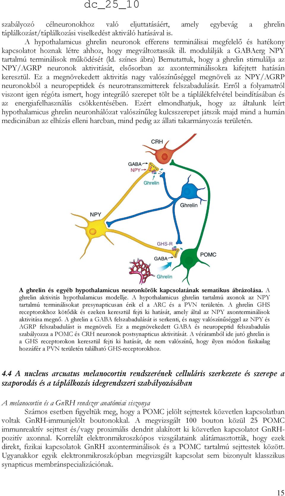 színes ábra) Bemutattuk, hogy a ghrelin stimulálja az NPY/AGRP neuronok aktivitását, elsısorban az axonterminálisokra kifejtett hatásán keresztül.