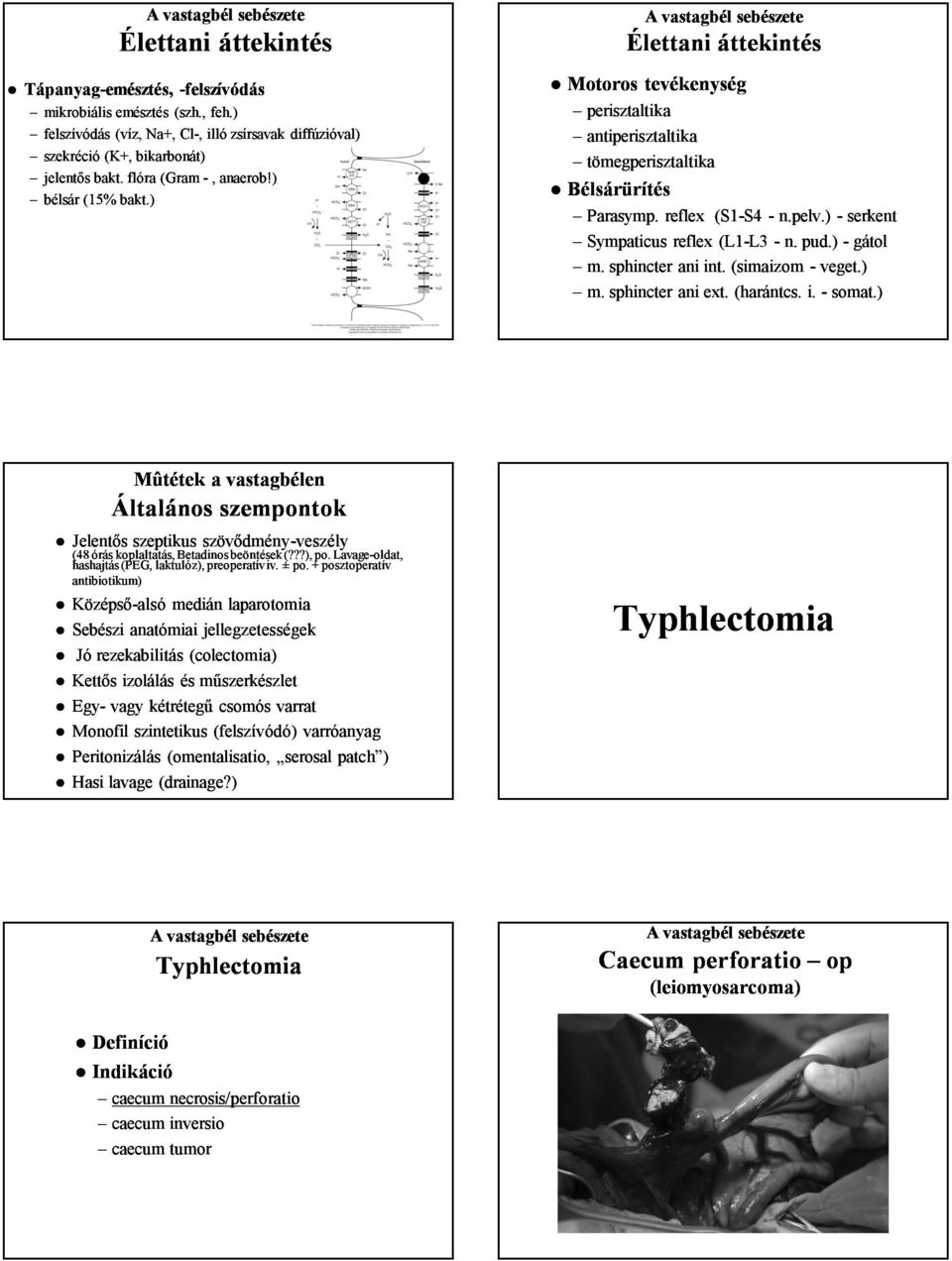 pud.) - gátol m. sphincter ani int. (simaizom - veget.) m. sphincter ani ext. (harántcs harántcs. i. - somat.