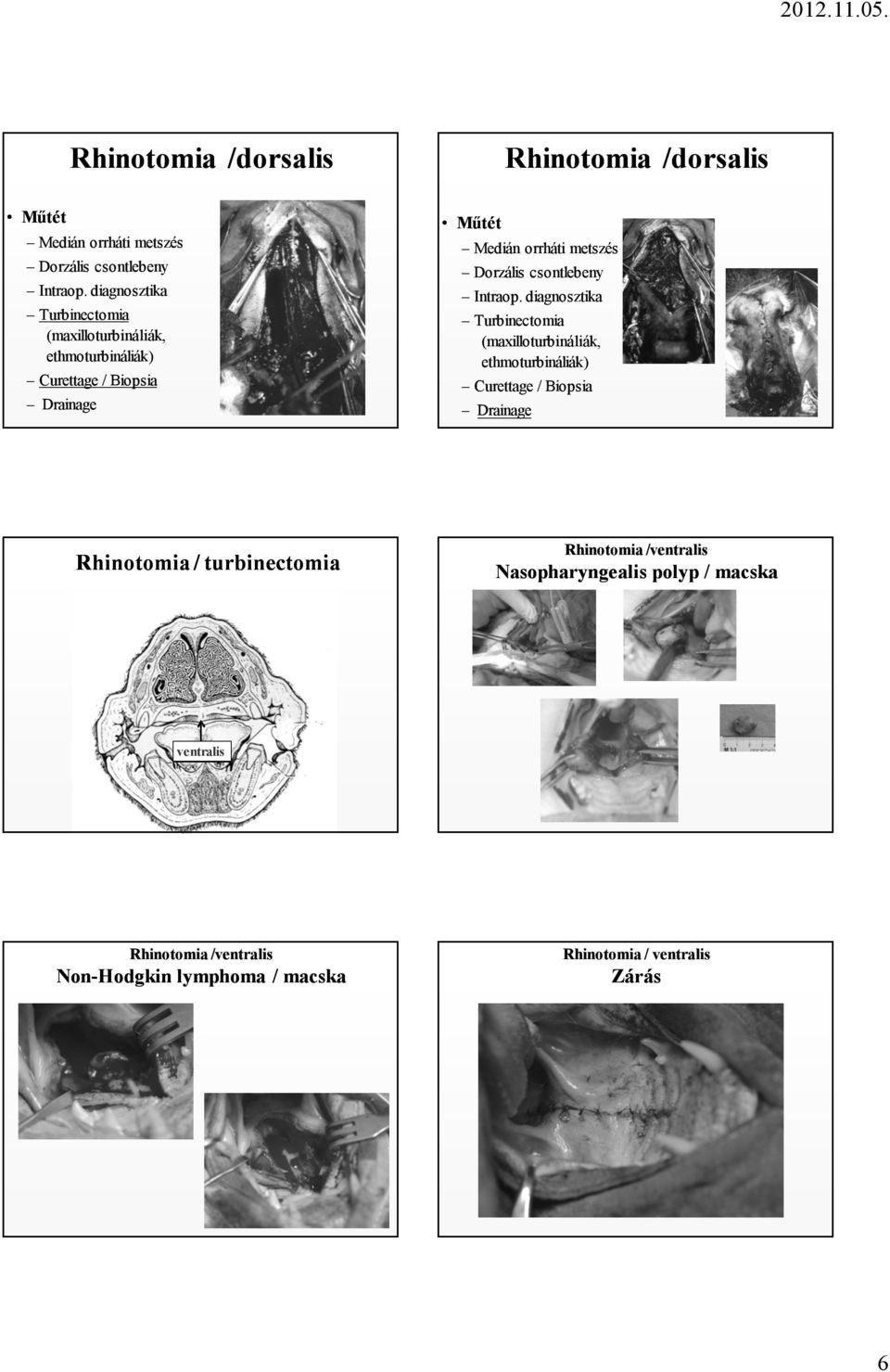 Turbinectomia (maxilloturbináliák, ethmoturbináliák) Curettage / Biopsia / turbinectomia /ventralis