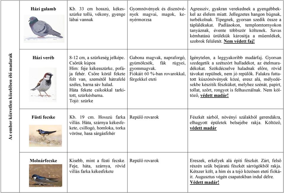 Jellegzetes hangon búgnak, turbékolnak. Tipegnek, gyorsan szedik össze a táplálékukat. Padlásokon, templomtornyokon tanyáznak, évente többször költenek.