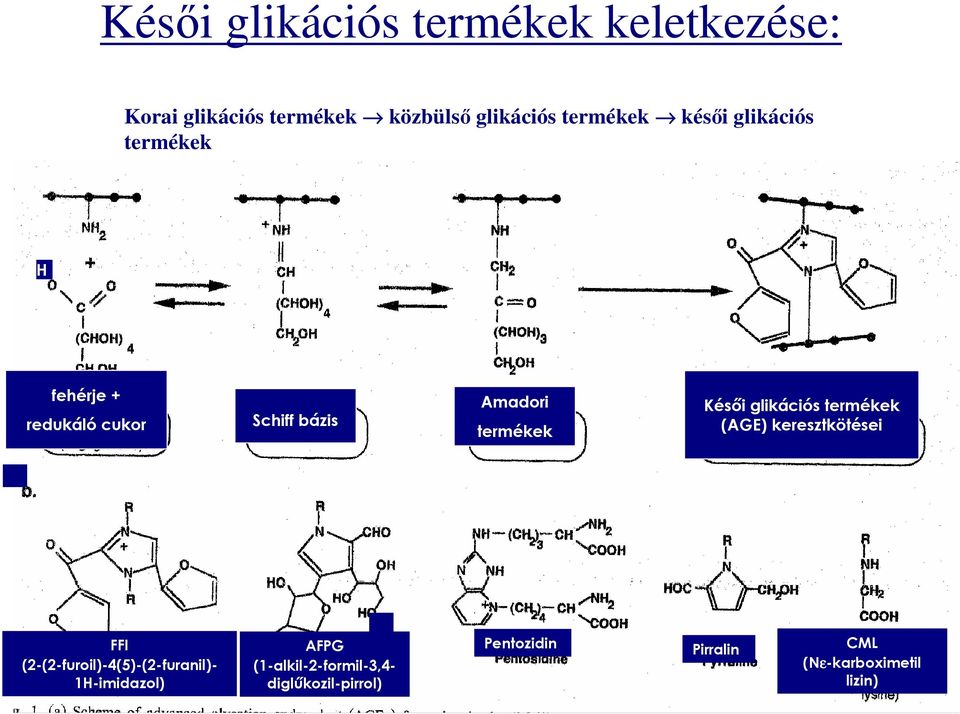 glikációs termékek (AGE) keresztkötései FFI (2-(2-furoil)-4(5)-(2-furanil)- 1H-imidazol)