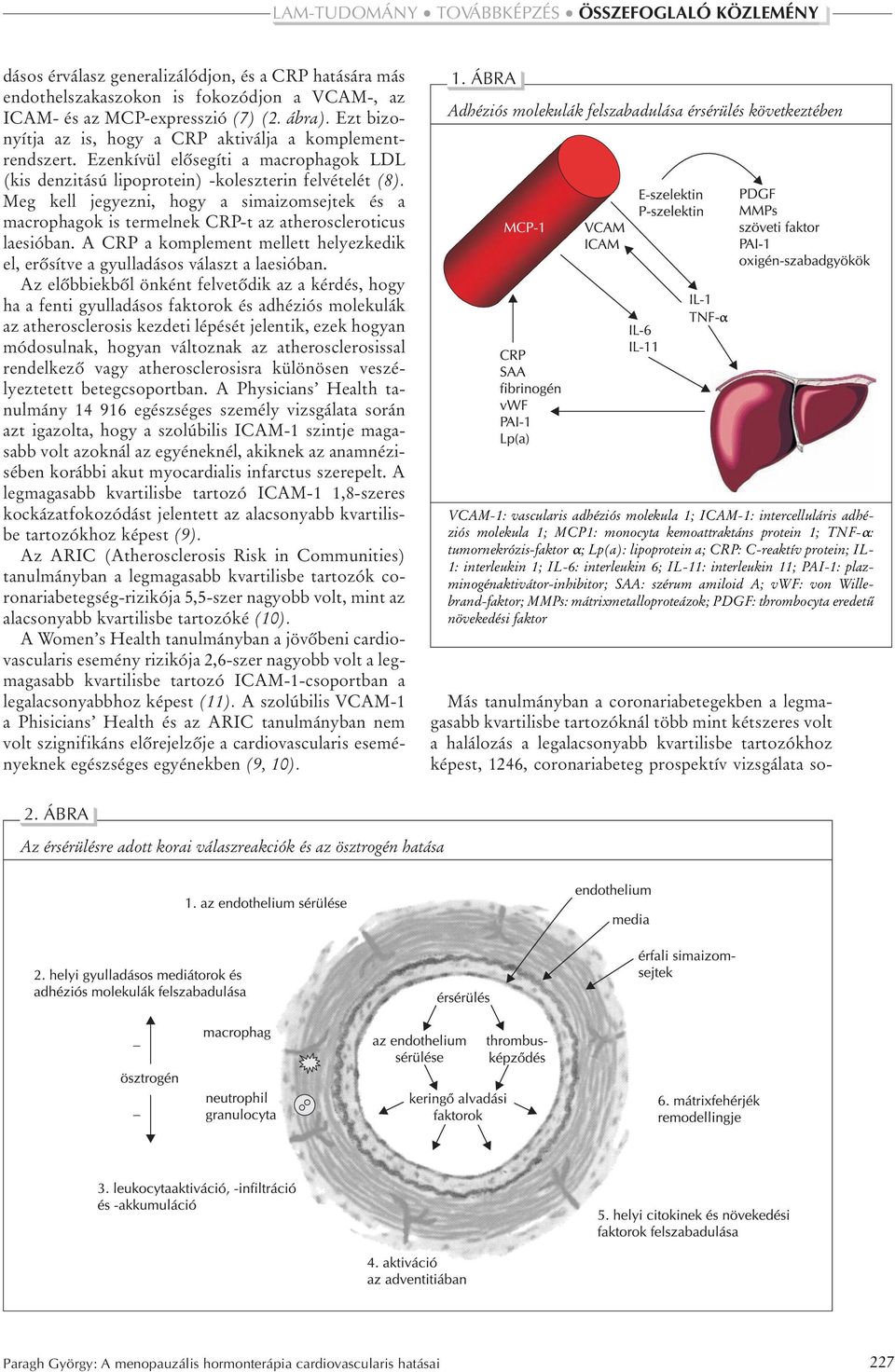 Meg kell jegyezni, hogy a simaizomsejtek és a macrophagok is termelnek CRP-t az atheroscleroticus laesióban. A CRP a komplement mellett helyezkedik el, erôsítve a gyulladásos választ a laesióban.