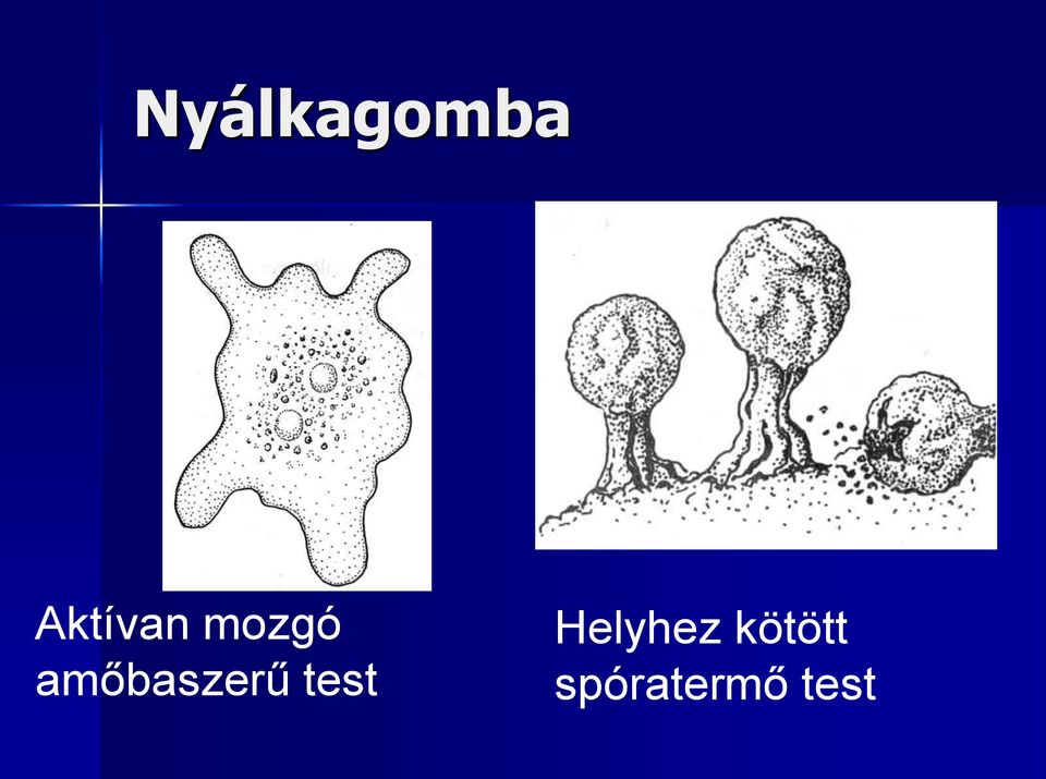 amőbaszerű test