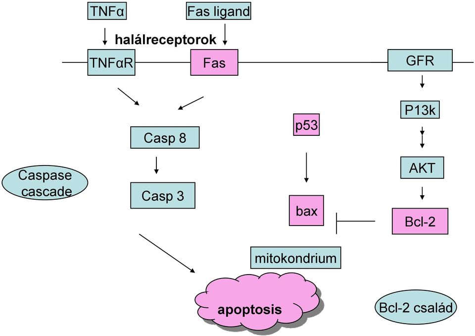 Caspase cascade Casp 3 bax AKT