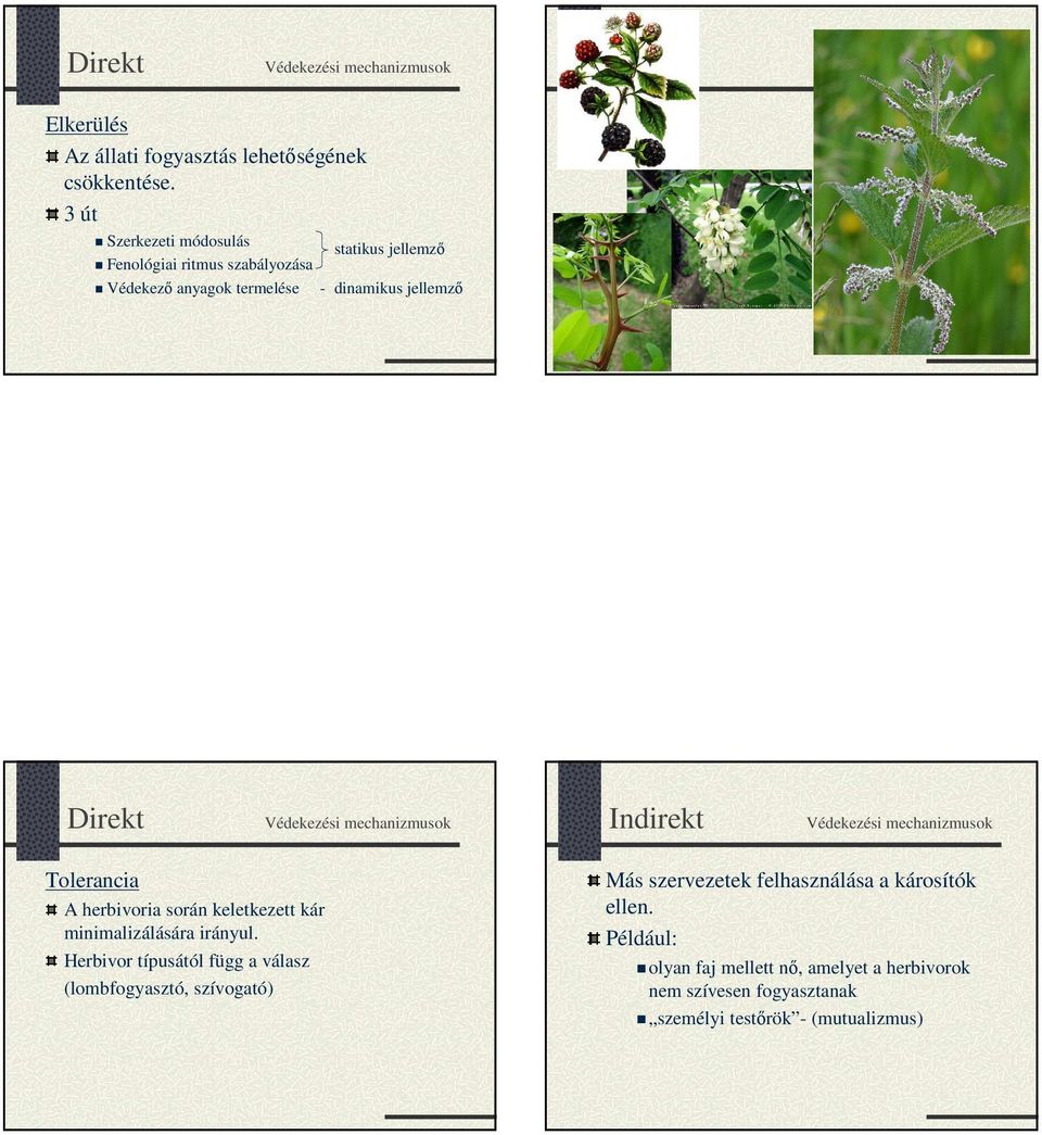 mechanizmusok Indirekt Védekezési mechanizmusok Tolerancia A herbivoria során keletkezett kár minimalizálására irányul.