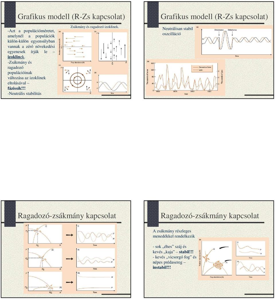 !! -Neutrális stabilitás Zsákmány és ragadozó izoklinek.