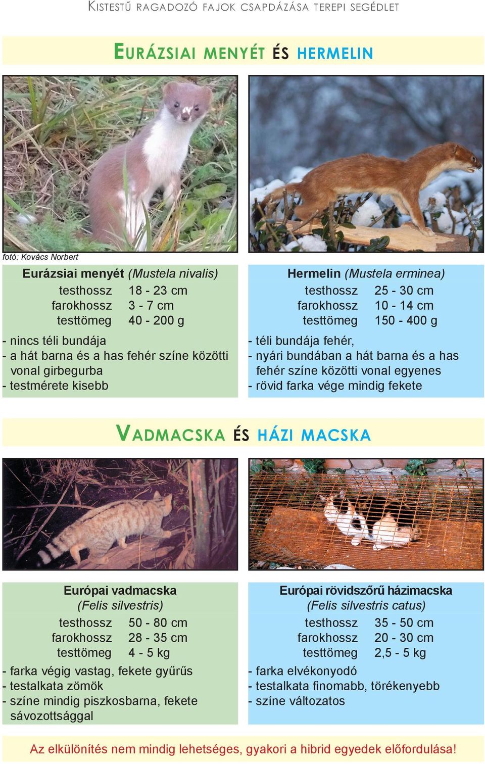 kg - farka végig vastag, fekete gyűrűs - testalkata zömök - színe mindig piszkosbarna, fekete sávozottsággal Hermelin (Mustela erminea) testhossz 25-30 cm farokhossz 10-14 cm testtömeg 150-400 g -