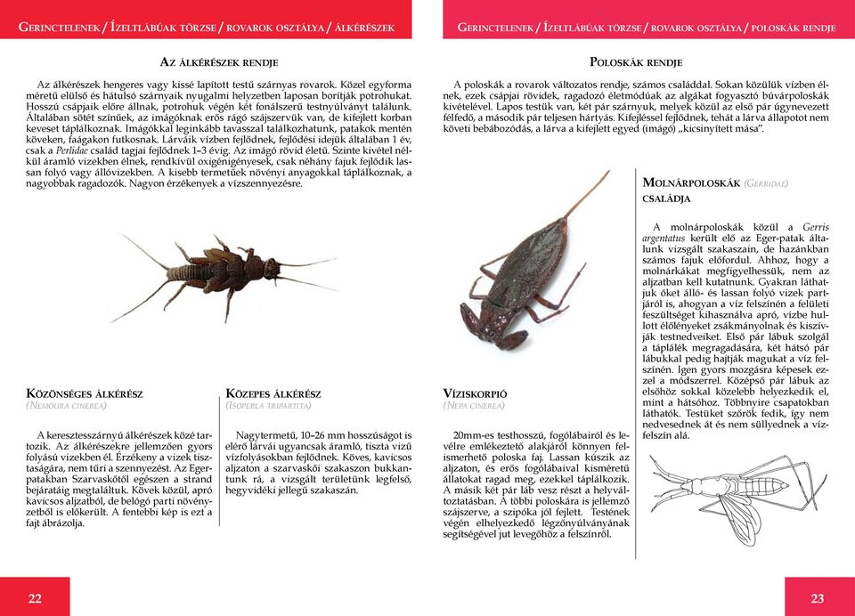 Hosszú csápjaik előre állnak, potrohuk végén két fonálszerű testnyúlványt találunk. Általában sötét színűek, az imágóknak erős rágó szájszervük van, de kifejlett korban keveset táplálkoznak.