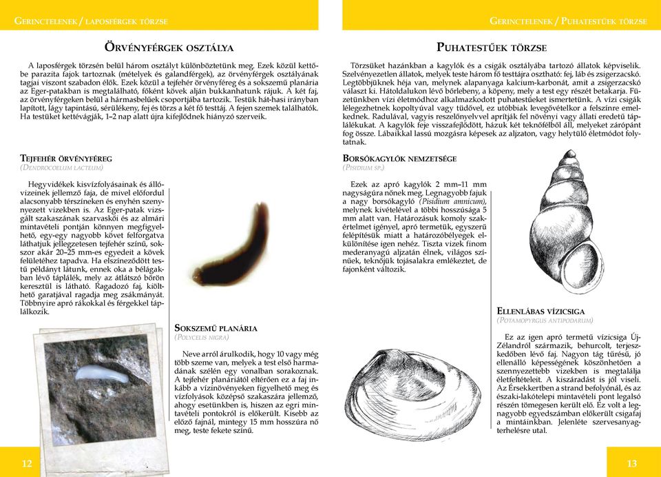 Ezek közül a tejfehér örvényféreg és a sokszemű planária az Eger-patakban is megtalálható, főként kövek alján bukkanhatunk rájuk.