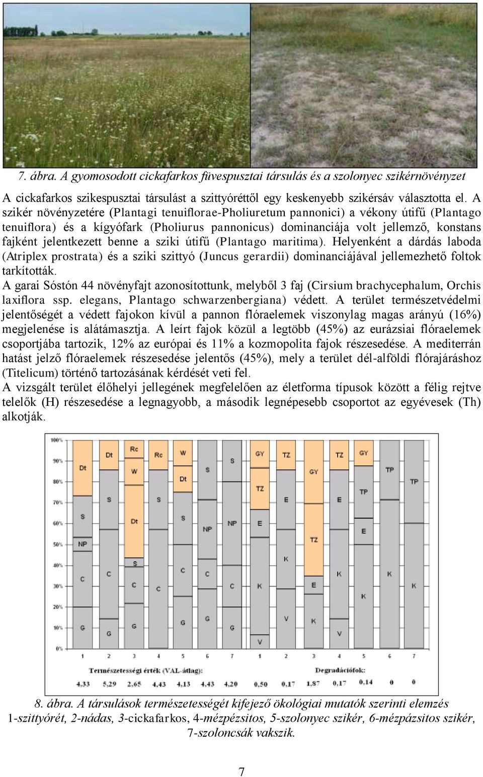 benne a sziki útifű (Plantago maritima). Helyenként a dárdás laboda (Atriplex prostrata) és a sziki szittyó (Juncus gerardii) dominanciájával jellemezhető foltok tarkították.