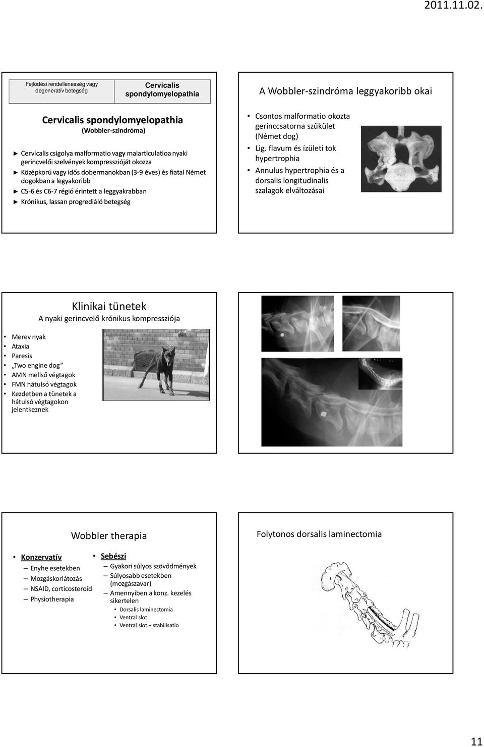 malformatio vagy malarticulatioa a nyaki gerincvelői szelvények kompresszióját okozza Középkorú vagy idős dobermanokban(3-9 éves) és fiatal Német dogokban a legyakoribb C5-6 ésc6-7 régió érintett a