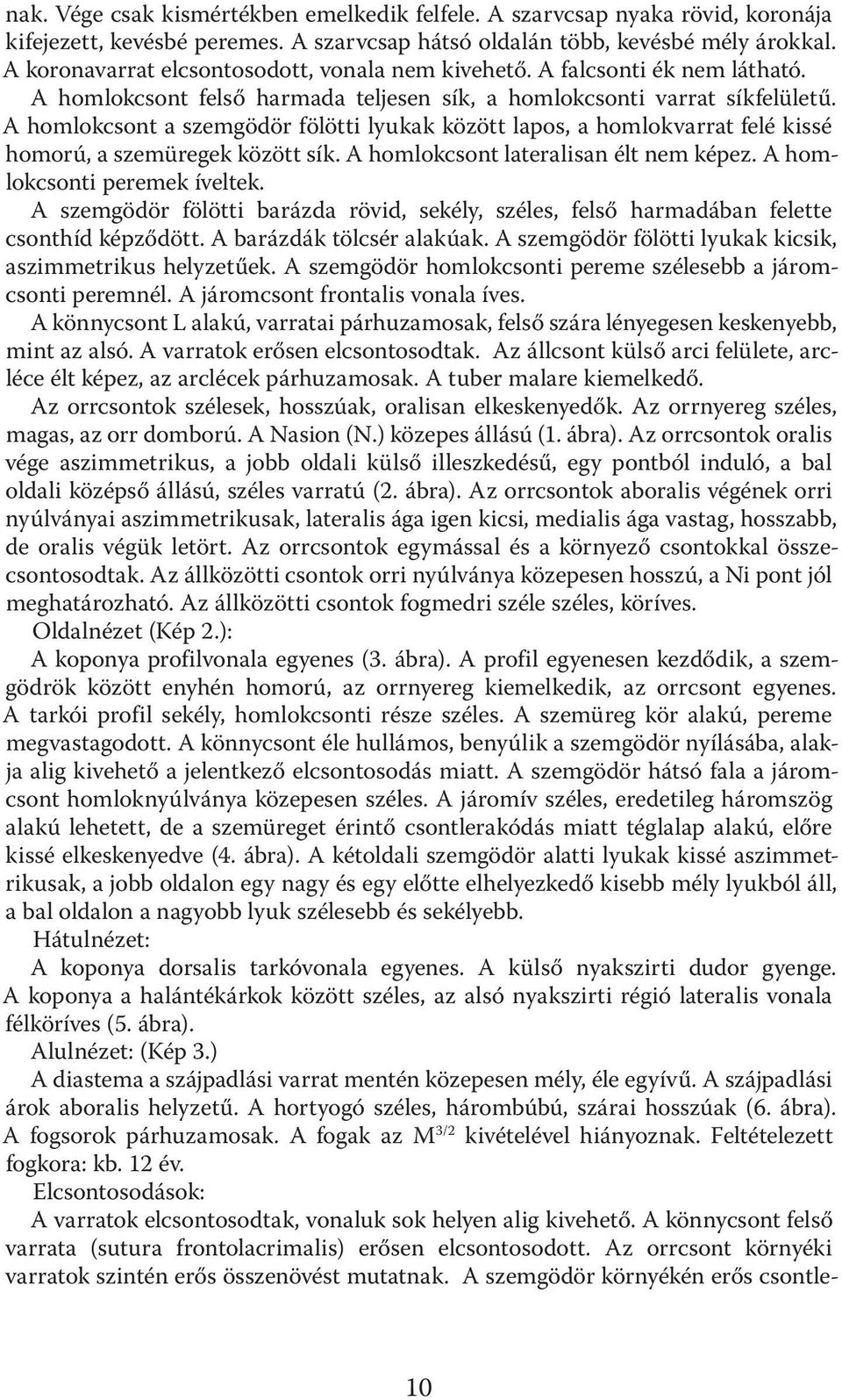 A homlokcsont a szemgödör fölötti lyukak között lapos, a homlokvarrat felé kissé homorú, a szemüregek között sík. A homlokcsont lateralisan élt nem képez. A homlokcsonti peremek íveltek.