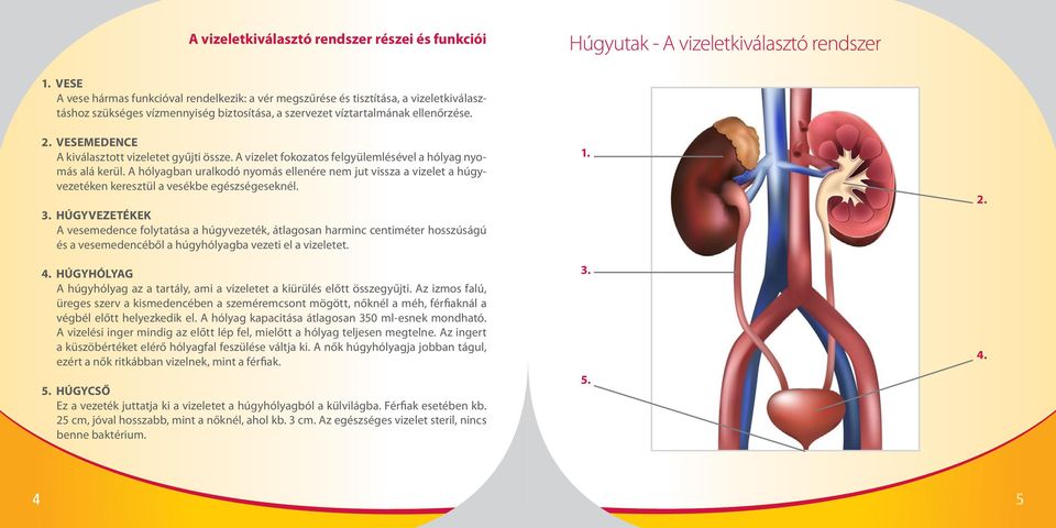 VESEMEDENCE A kiválasztott vizeletet gyűjti össze. A vizelet fokozatos felgyülemlésével a hólyag nyomás alá kerül.