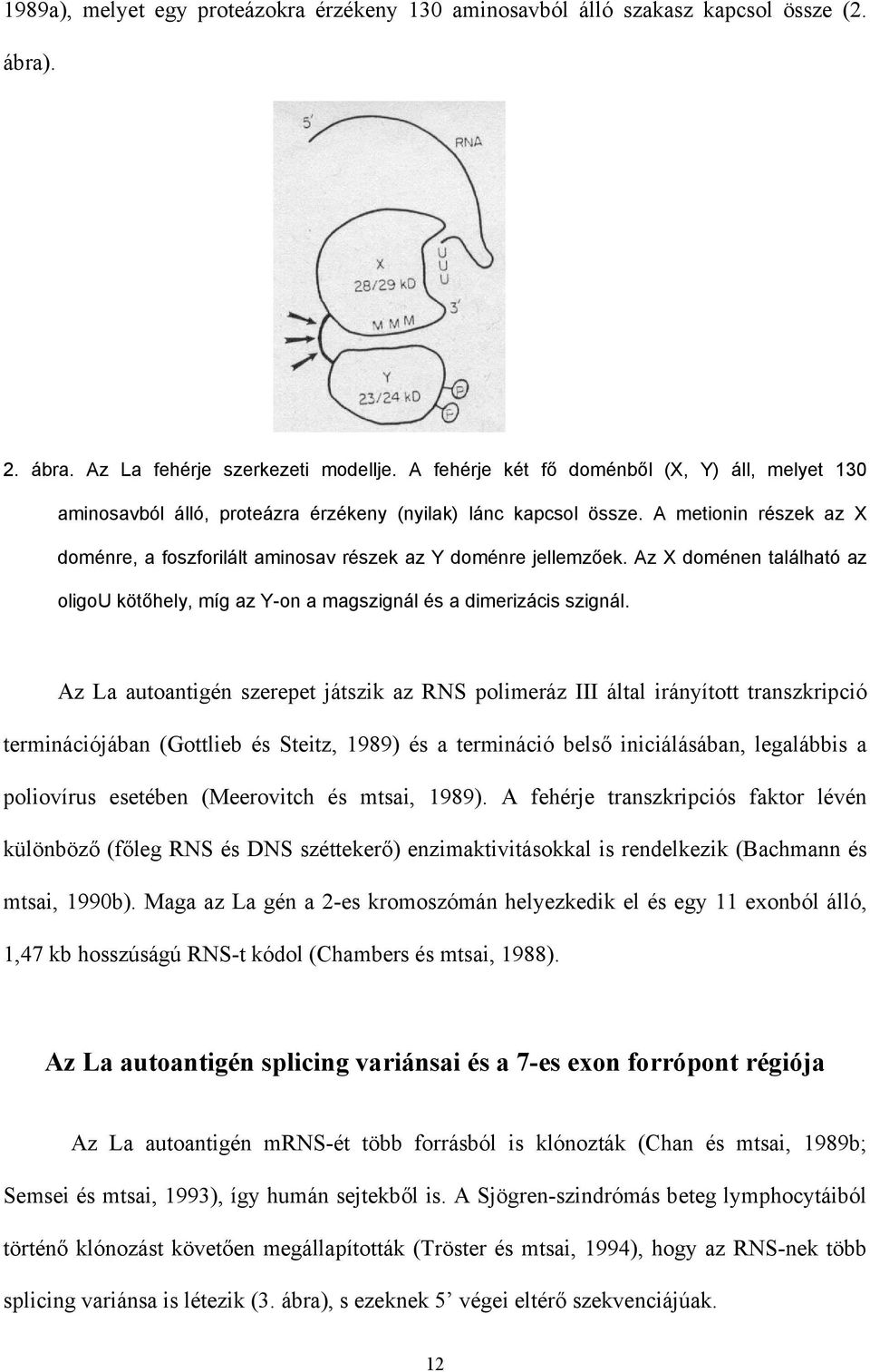 A metionin részek az X doménre, a foszforilált aminosav részek az Y doménre jellemz ek. Az X doménen található az oligou köt hely, míg az Y-on a magszignál és a dimerizácis szignál.