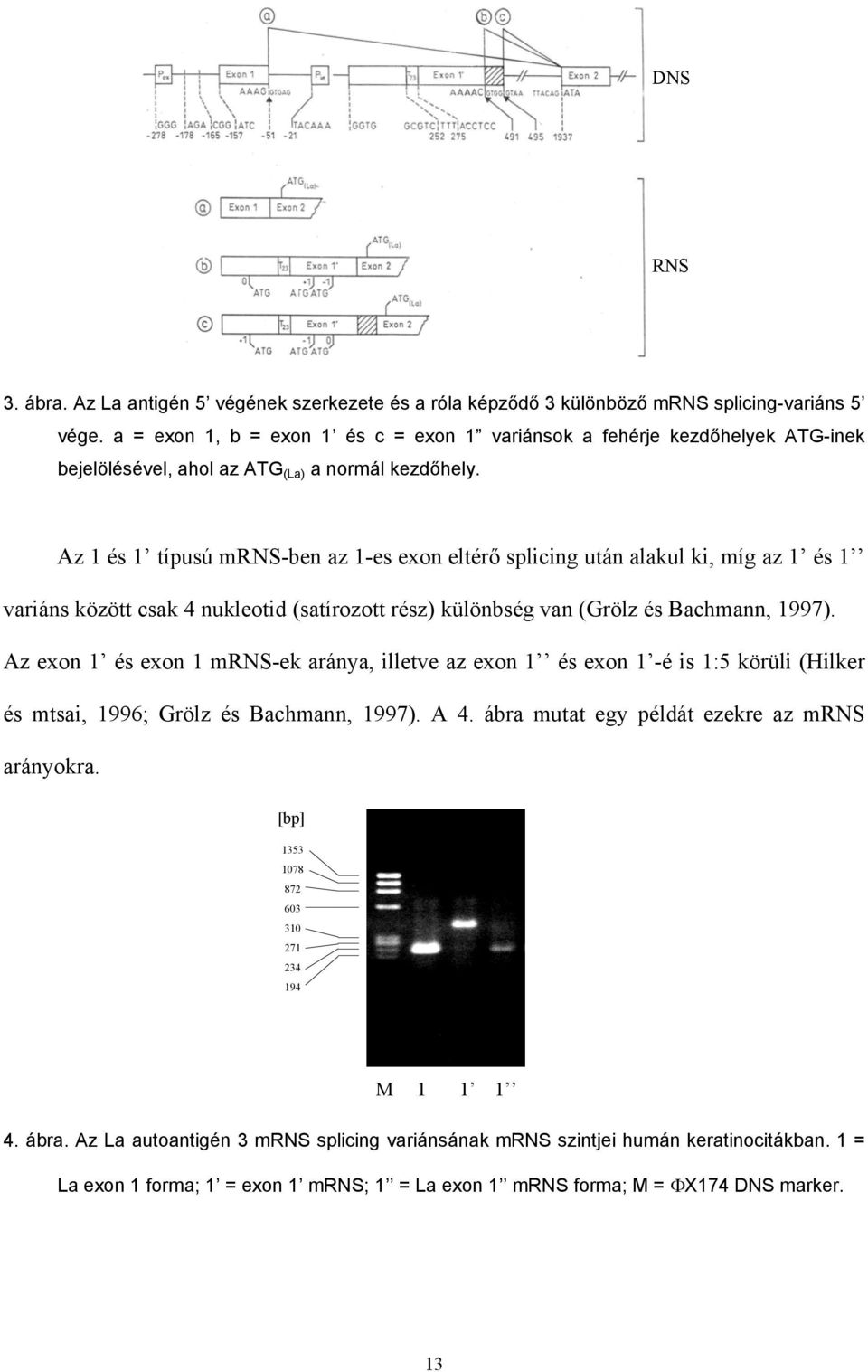 Az 1 és 1 típusú mrns-ben az 1-es exon eltér splicing után alakul ki, míg az 1 és 1 variáns között csak 4 nukleotid (satírozott rész) különbség van (Grölz és Bachmann, 1997).