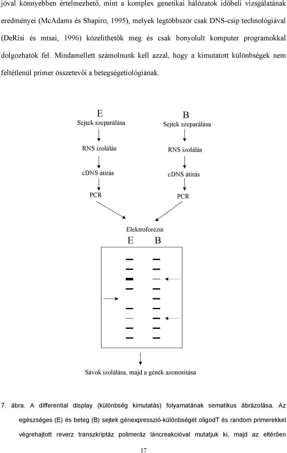 E Sejtek szeparálása B Sejtek szeparálása RNS izolálás RNS izolálás cdns átírás cdns átírás PCR PCR Elektroforézis E B Sávok izolálása, majd a gének azonosítása 7. ábra.