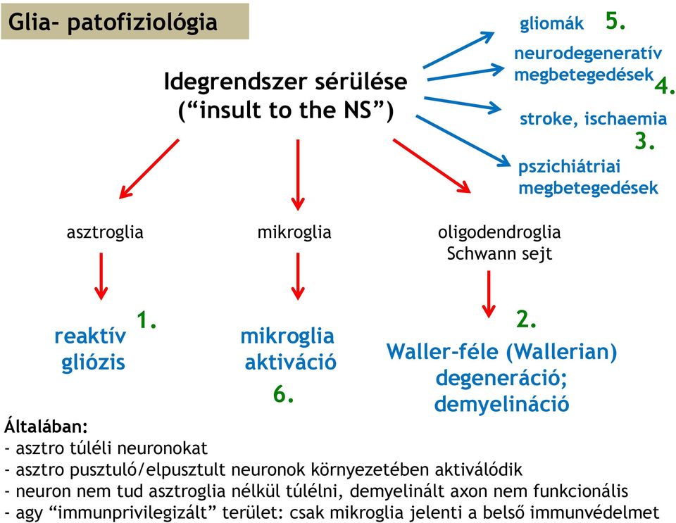 Waller-féle (Wallerian) degeneráció; demyelináció Általában: - asztro túléli neuronokat - asztro pusztuló/elpusztult neuronok