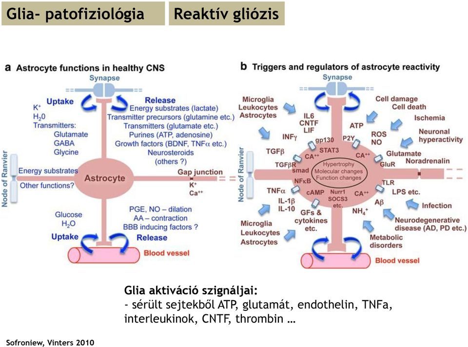 glutamát, endothelin, TNFa,