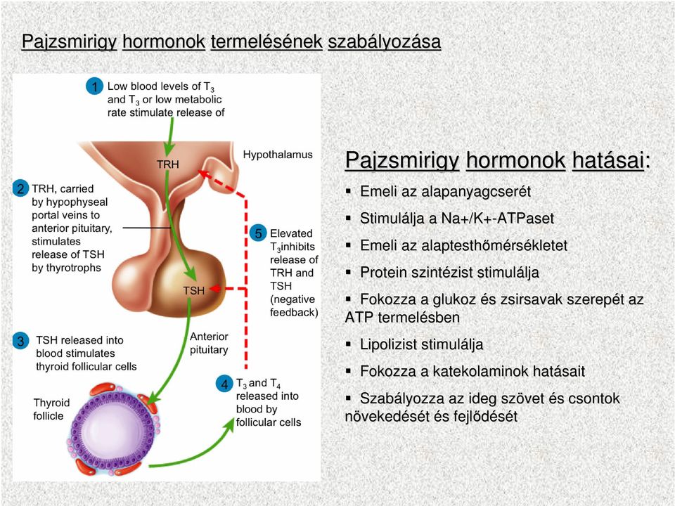 zist stimulálja lja Fokozza a glukoz és s zsirsavak szerepét t az ATP termelésben Lipolizist