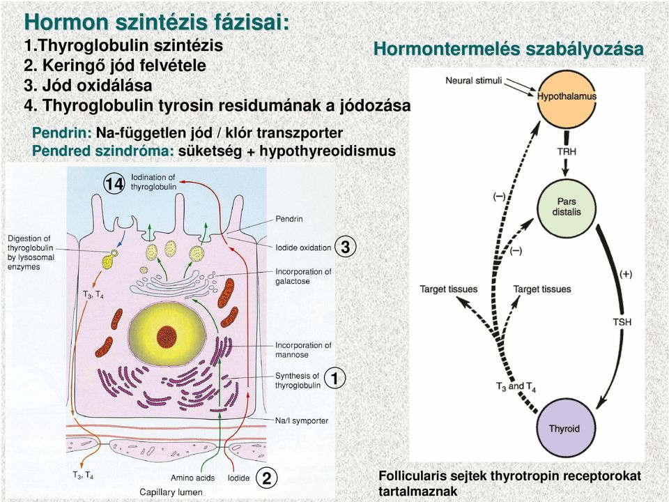 Thyroglobulin tyrosin residumának a jódozása Pendrin: Na-független jód / klór