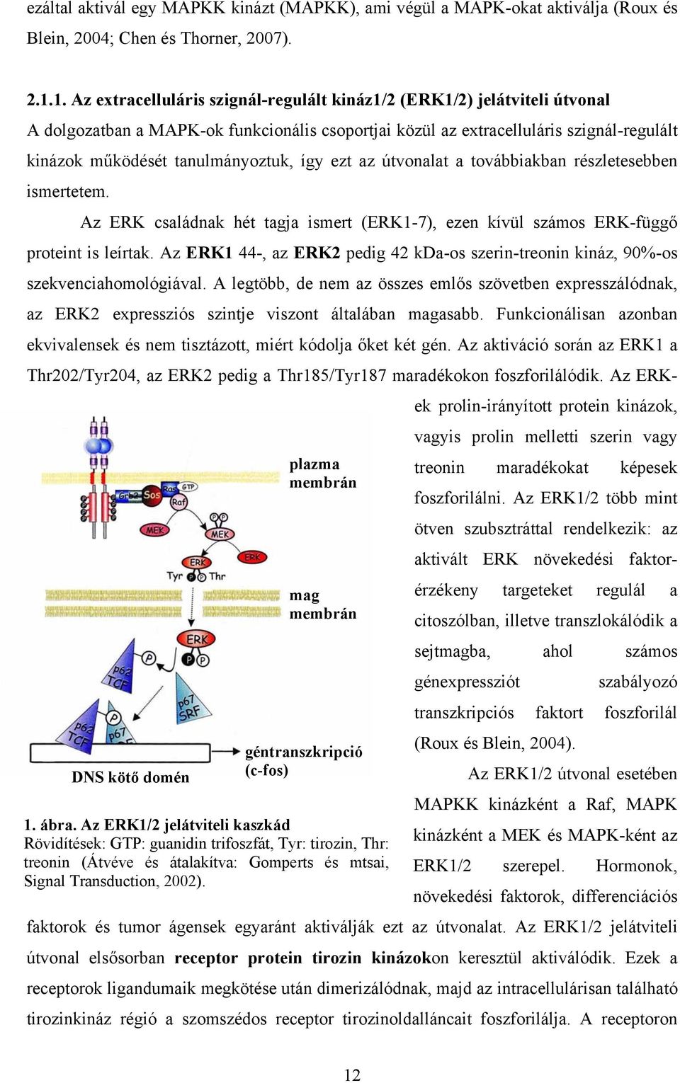 tanulmányoztuk, így ezt az útvonalat a továbbiakban részletesebben ismertetem. Az ERK családnak hét tagja ismert (ERK1-7), ezen kívül számos ERK-függő proteint is leírtak.